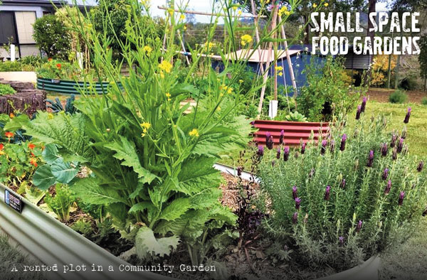 community garden