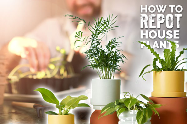 repotting houseplants