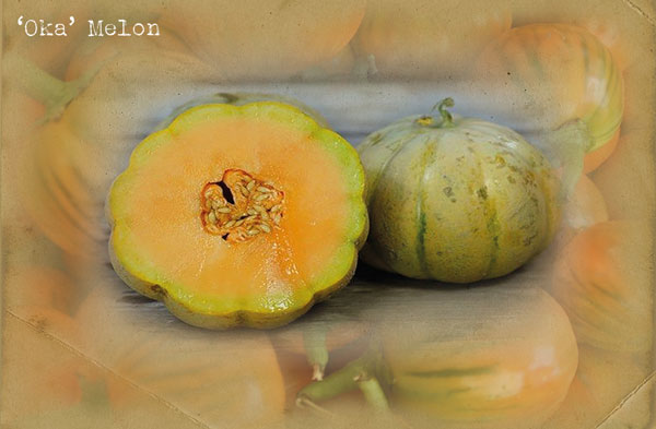 'Oka' Melon