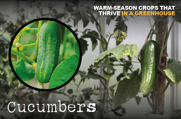 cucumbers