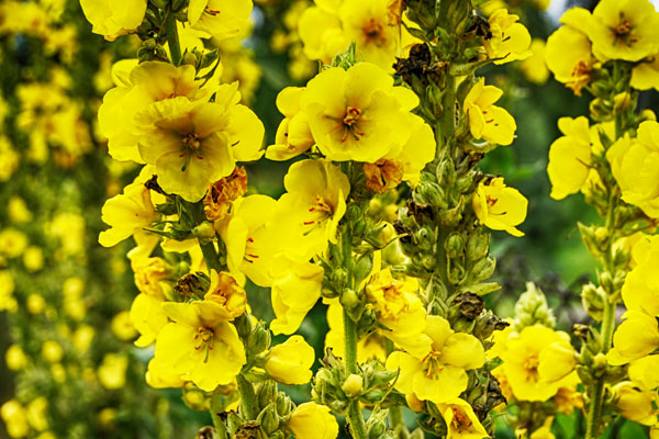 mullein