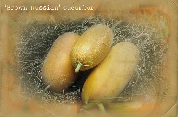 'Brown Russian' Cucumber