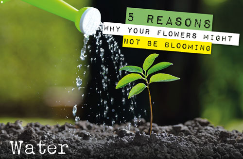 reasons for flowers not blooming