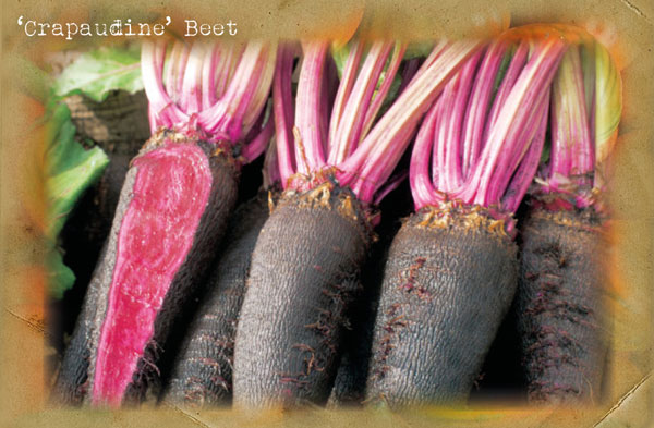 'Crapaudine' Beet