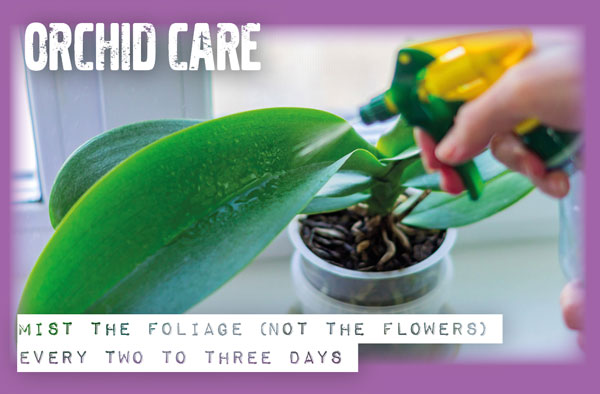 orchid care