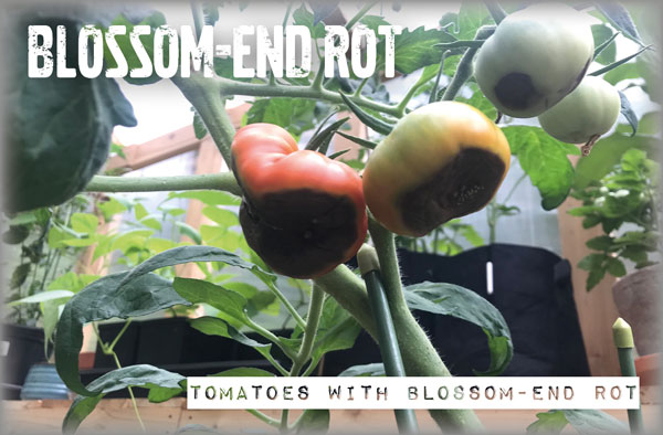 blossom end rot