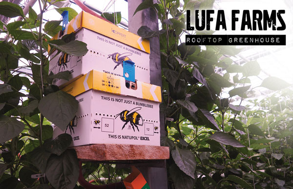 Lufa Farms