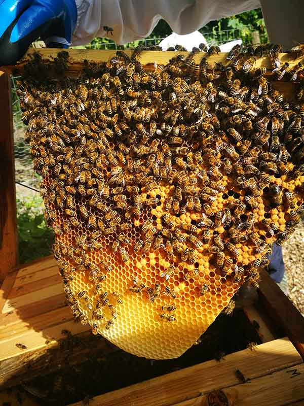 Natural Beekeeping