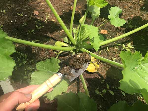 Adding vermicompost to your garden