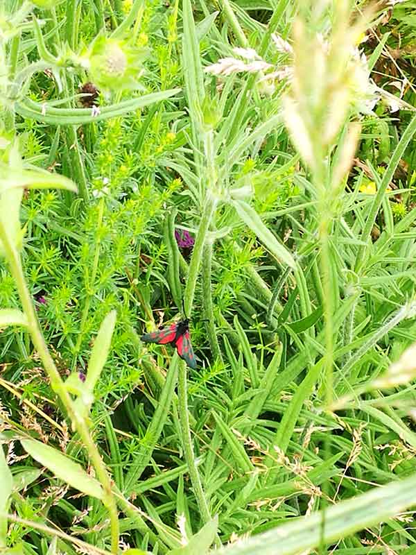 Flies on wildflowers