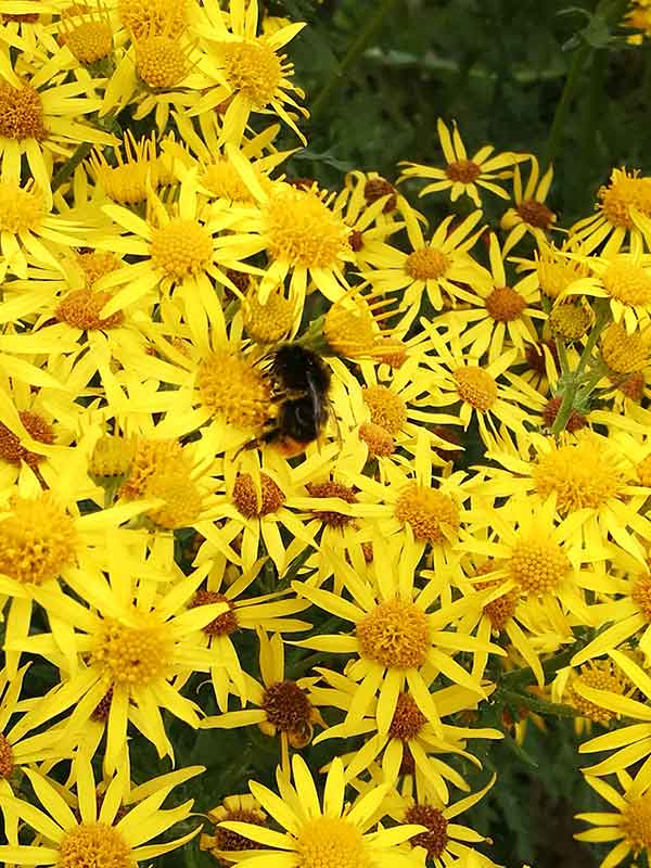 Bee on yellow wildflowers