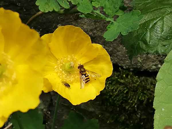 Pollinator on yellow buttercup