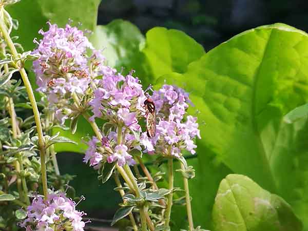 Insect on purple wildflower