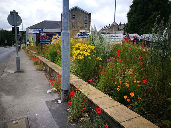 Colorful wildflowers in the city
