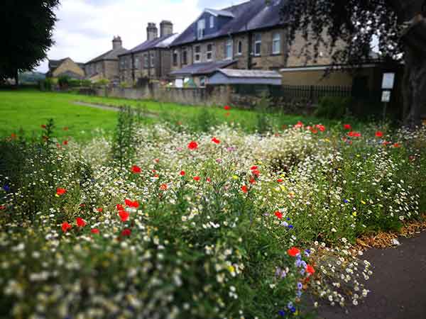 Red and white wildflowers
