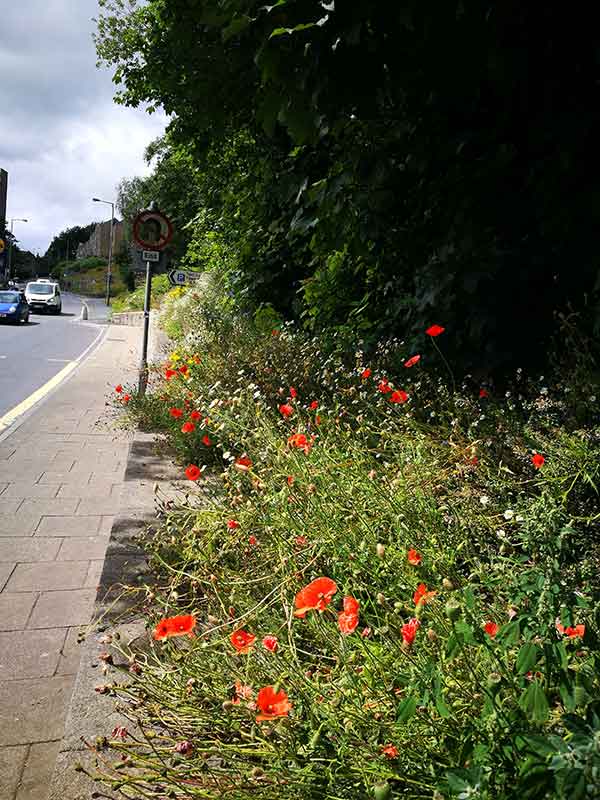 Wildflowers along a busy road