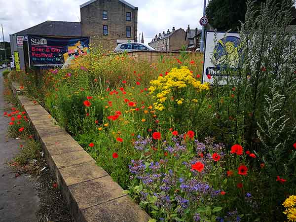 Wildflowers brighten the city