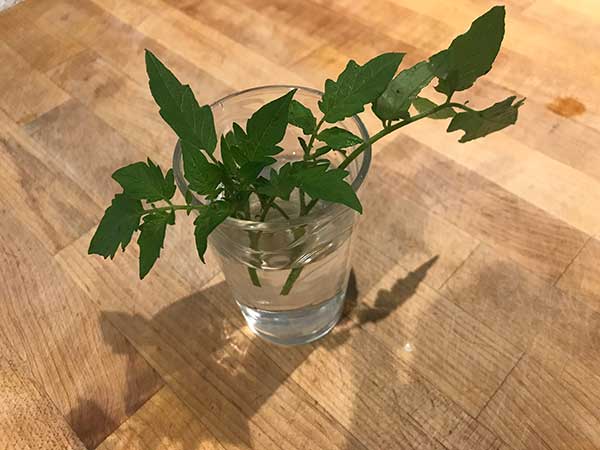 Tomato suckers in a glass of water.
