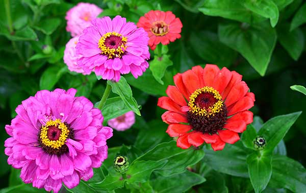 Zinnia Flowers