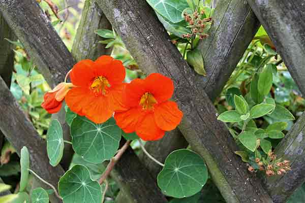 Butterflies love Nasturtiums