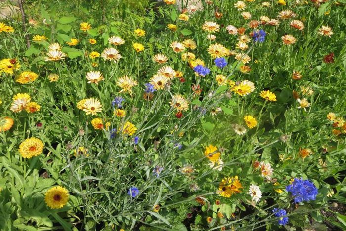 Calendula Flower and Herb