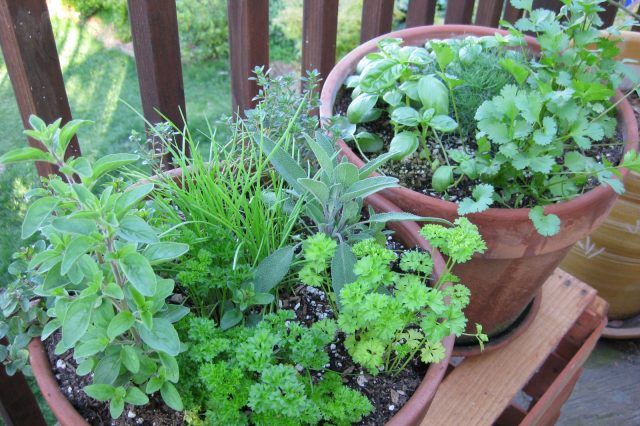 Growing Herbs