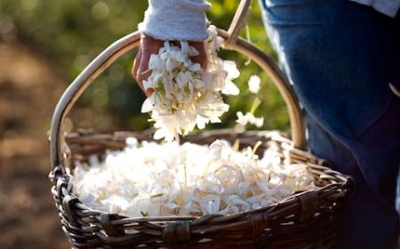 Jasmine in fragrance is soothing