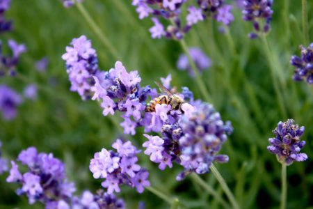 Lavender for aromatherapy