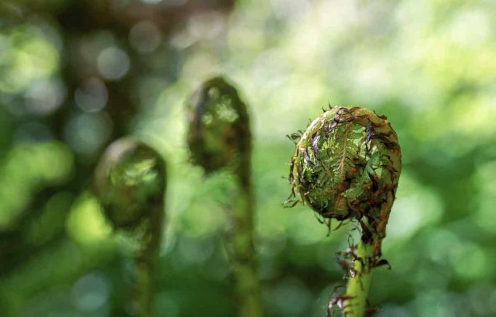 Fiddlehead Ferns