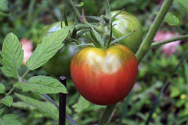 Heirloom Tomato