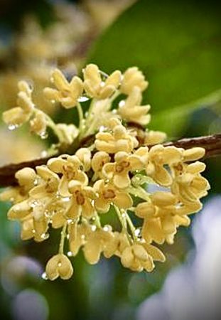 best osmanthus perfumes