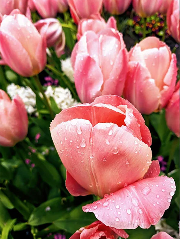 Butchart Garden Roses