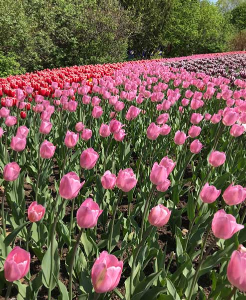 Canadian Tulip Festival