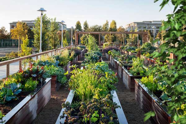 Community Gardens