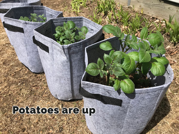 harvest your potatoes