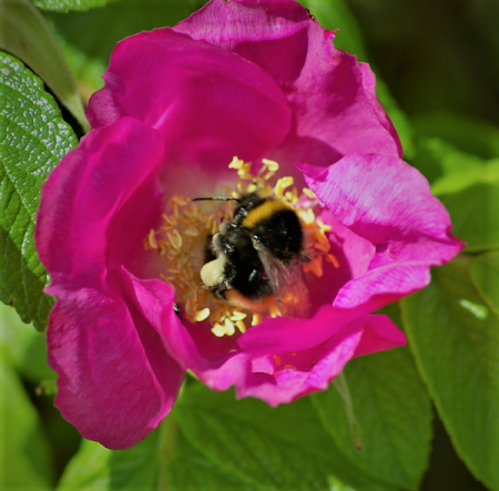 rosa rugosa