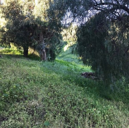 My father’s backyard in Southern California, where he once kept racehorses